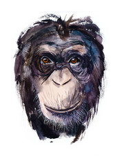 Funny monkey. Watercolor hand drawn illustration