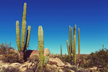 Cactus in Mexico © Galyna Andrushko