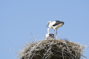 Fototapeta premium White Stork Couple in their Nest