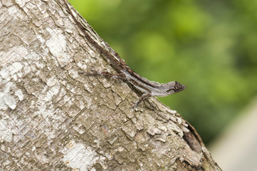 Molting Brown Anole lizard