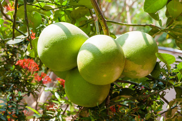 Pomelo (Citrus maxima) on tree. Natural background with tasty fruits.