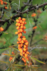 sea buckthorn plant