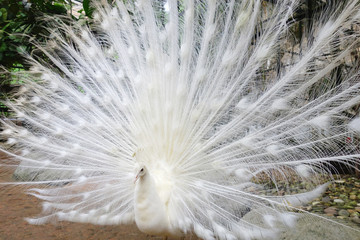 Obraz premium White peacock with feathers out