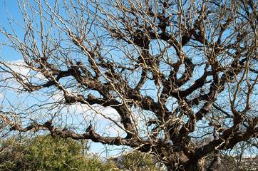 Morus latifolia f. spirata