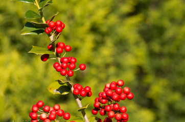 holly tree

