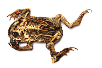 dead frog isolated