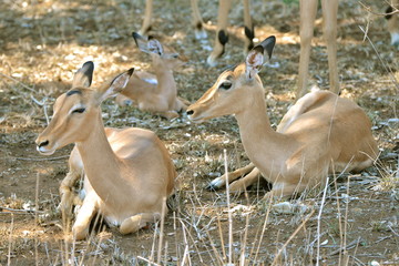 impalas, antilopes allongées
