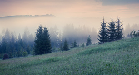 Foggy summer morning in Carpathian mountains.
