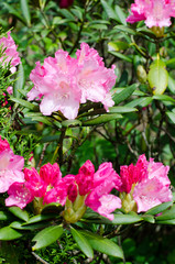 rhododendron