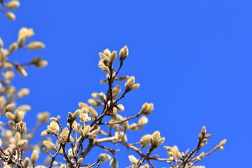 Fototapeta premium Salix gracilistyla