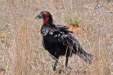 bucorve du sud, Afrique