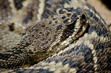 Eastern diamondback rattlesnake (Crotalus adamanteus)