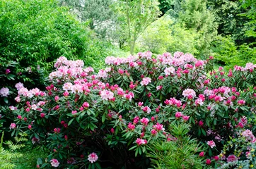 Cercles muraux Azalée rhododendron