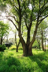 Obraz premium 爽やかな緑景色