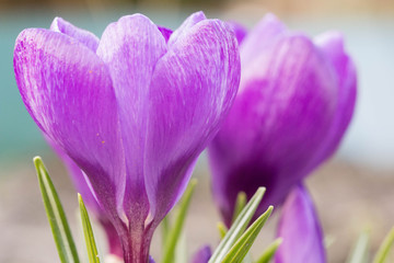 Naklejka premium Fioletowe Krokusy