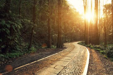 Obraz premium footpath through forest with sunbeam