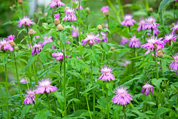 cornflowers close-up