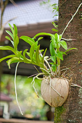 orchid in a pot