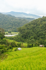 Fototapeta na wymiar Green terraced rice field in Chiang Mai, Thailand