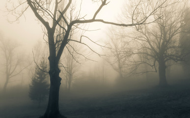 Treen in fog