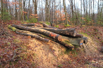 abgesägte Holzstämme
