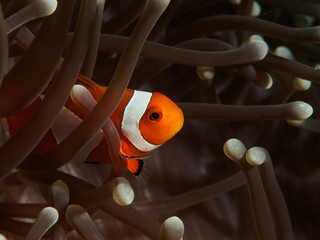 Nemo - Clownfish Fish on the Anemone