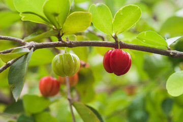Cherry fruits on the tree.