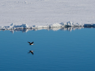 Imperial shag cormorant flying over Ice Floe in Antarctica