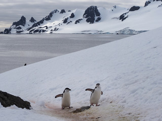 Fototapeta premium Chinstrap Penguins on Halfmoon Island in Antarctica