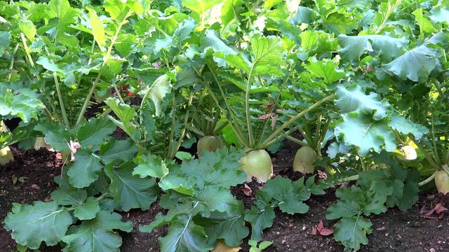 Daikon white radish (Raphanus sativus) at a farm. 