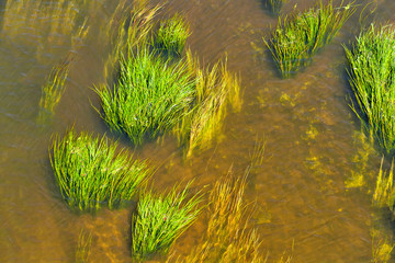 Background, river algae and grass