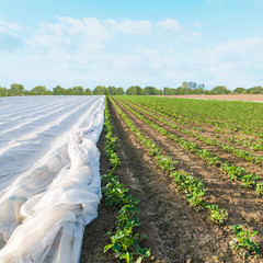 Mit Abdeckvlies geschütztes Erdbeerfeld im Frühling, großflächiger Wetterschutz für empfindliche Pflanzen, Landwirtschaft - 99750710