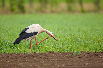 Storch