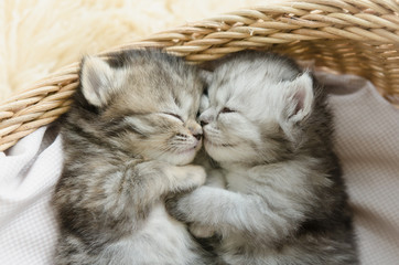  tabby kittens sleeping and hugging in a basket © lalalululala