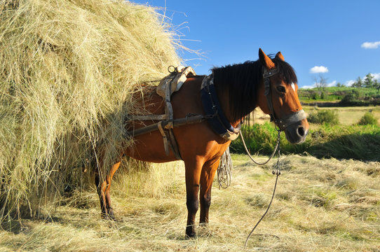 mule and hay cart