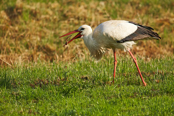 Storch