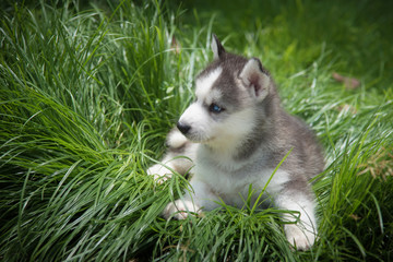 Fototapeta premium little siberian husky puppy lying on green grass