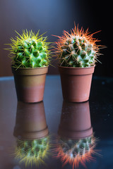 Two cute cactus in pot © petunyia
