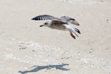 Möwe