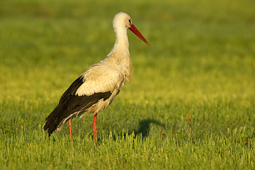 Storch