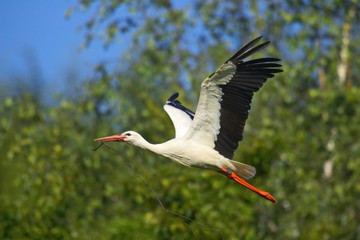 Storch