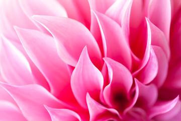 Close up of a Beautiful petals of pink Dahlia Flower (Dahlia pinnata)
