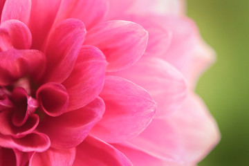 Close up of a beautiful pink Dahlia Flower (Dahlia pinnata) flower in green background.