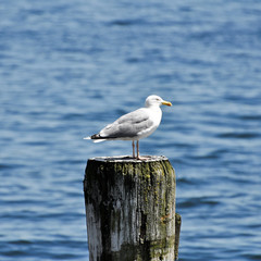 Möwe