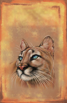 Puma, cougar cover art