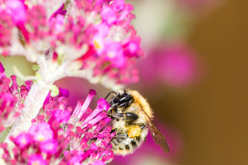 Honeybe at purple buddleia flower