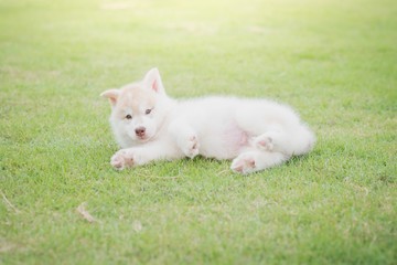 Fototapeta na wymiar siberian husky puppy lying on green grass