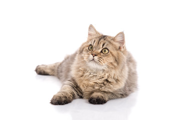 cat lying and looking on white background,isolated