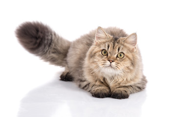 cat lying and looking on white background,isolated