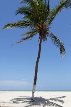 Un palmier sur la plage de Morondava